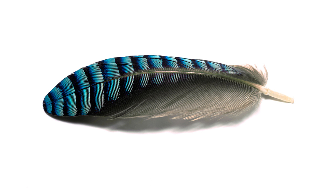 Jay feather