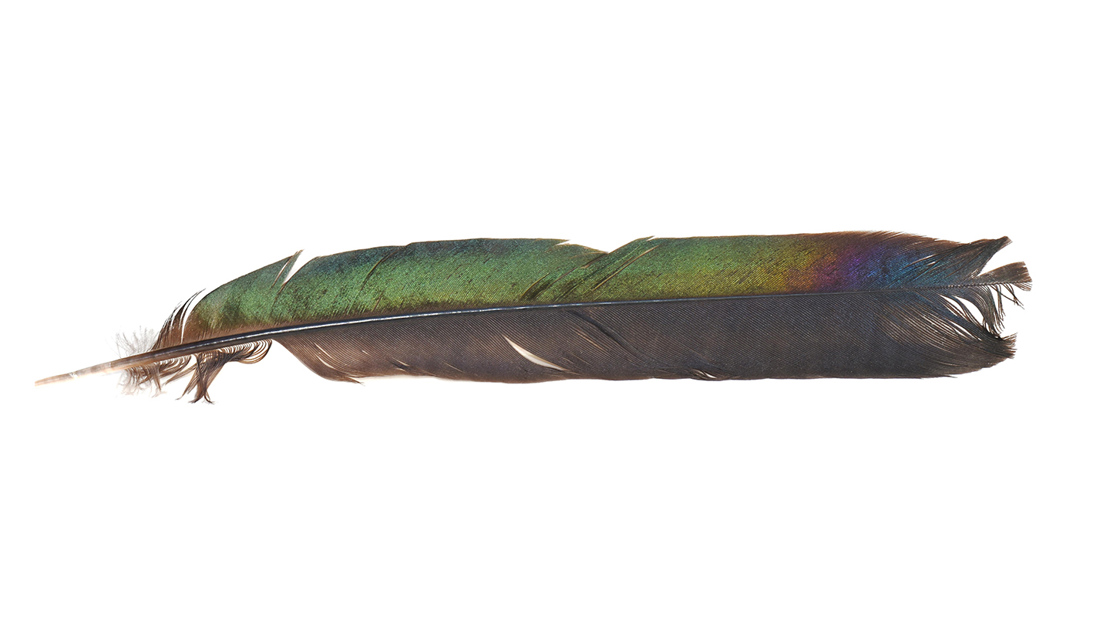 Shiny colorful feather from a magpie bird