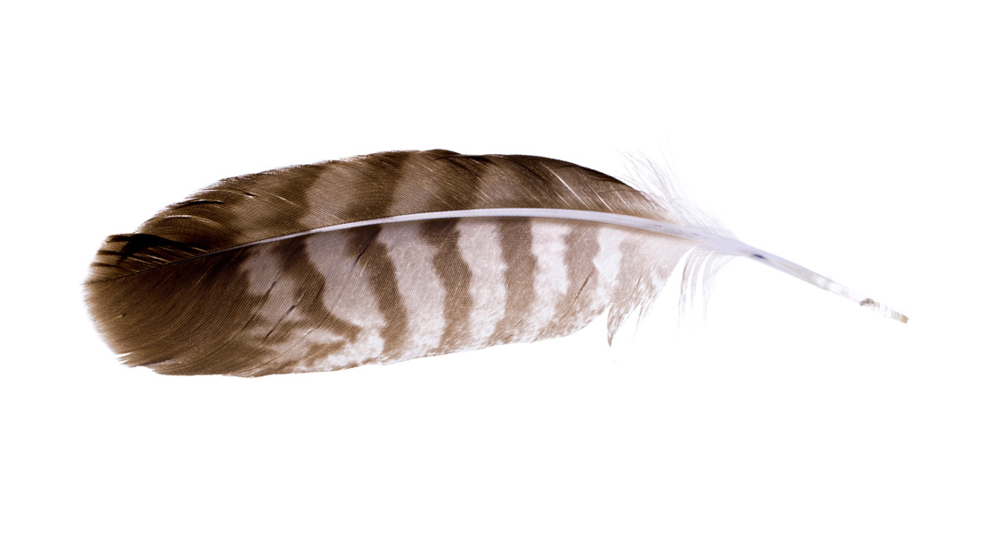 Buzzard feather