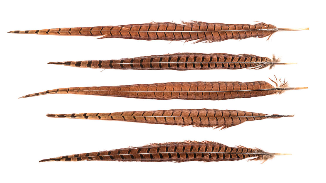 Pheasant tail feathers