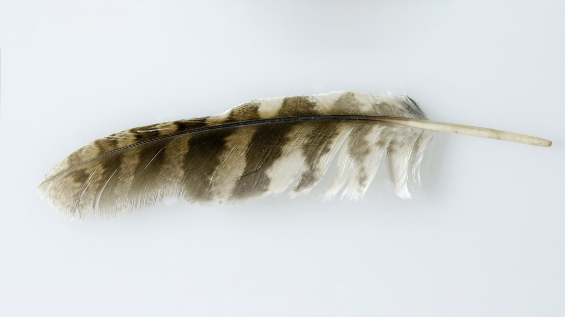 Tawny owl feather