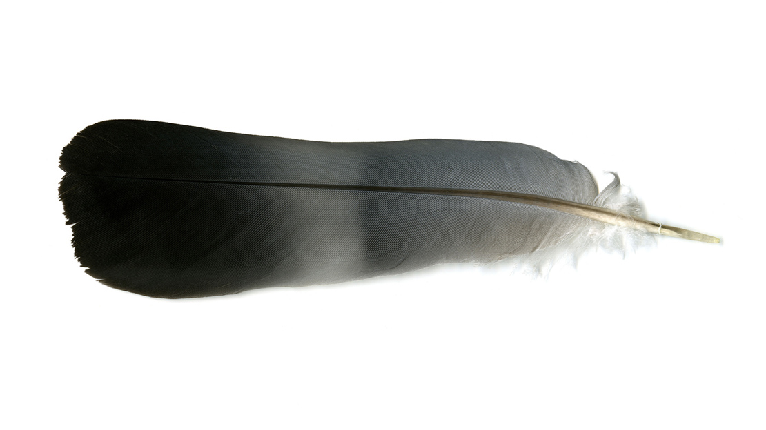 Wood pigeon feather