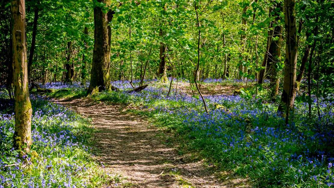 Bluebells at Sea Wood