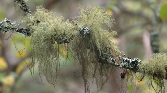 lichen Usnea subfloridana