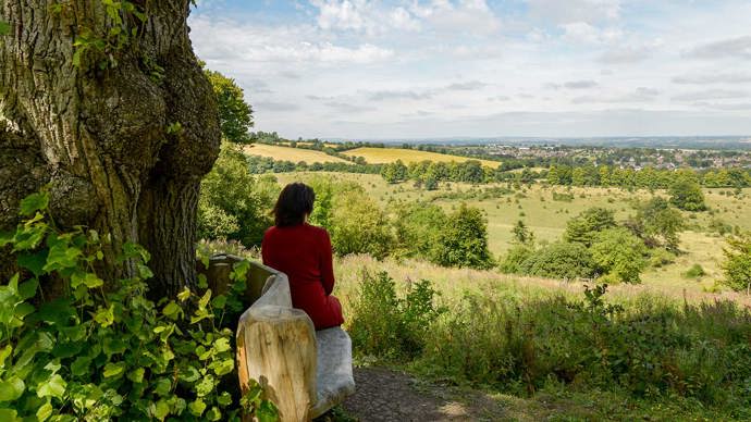 A person sitting on a bench in front of a large old tree, with their back to camera, looking out over a sunny landscape of trees and fields
