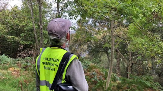 Person with their back to camera assessing trees for disease.