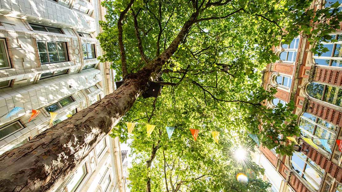 The underside of a tree canopy with buildings on either side.