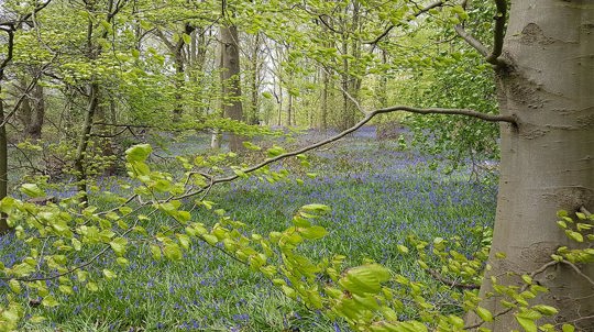 Greenery and bluebells in woodland