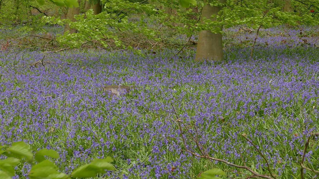 Bluebells covering woodland floor