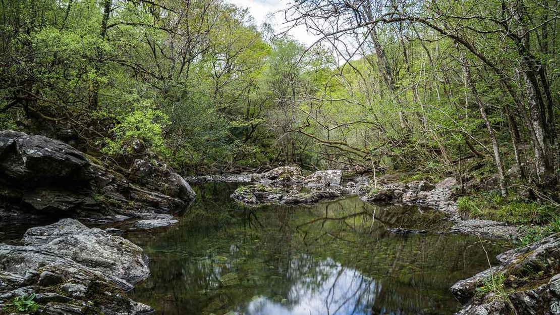 A watery pool surrounded by mossy rocks and trees at Coed Felenrhyd And Llennyrch