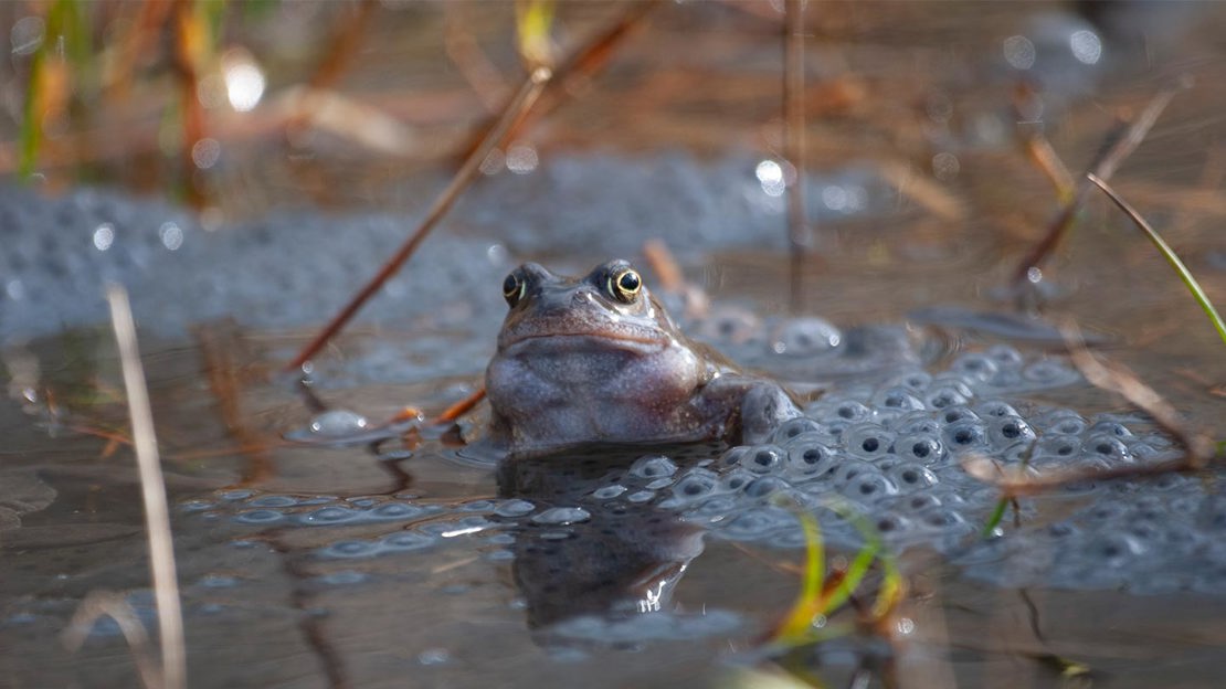 Frog and frogspawn