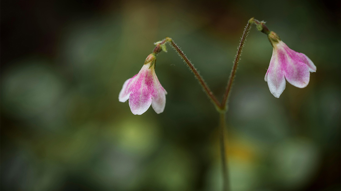Close up of the two pink, bell-shaped flowerheads of twinflower