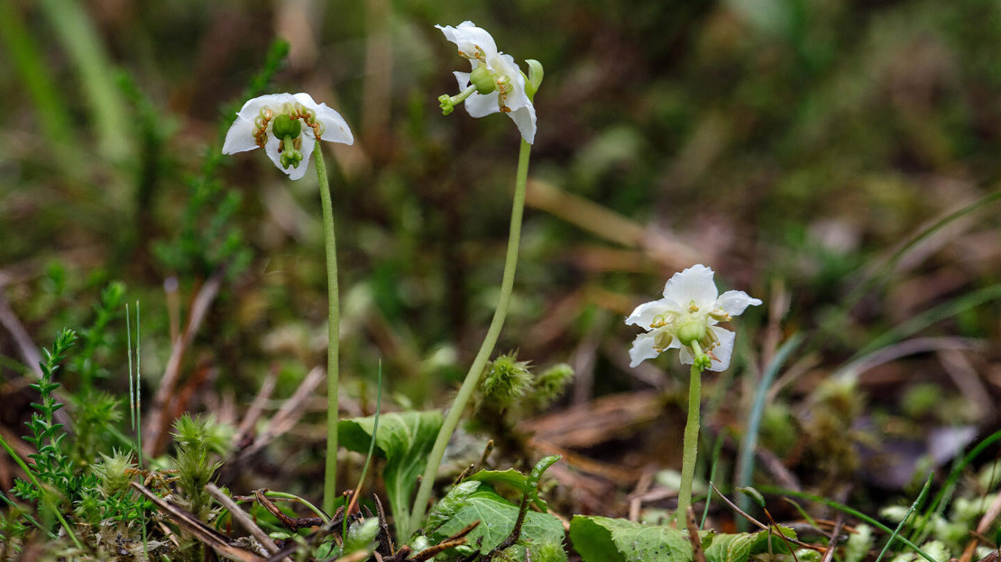 Three one-flowered wintergreen flowers sprouting from the forest floor