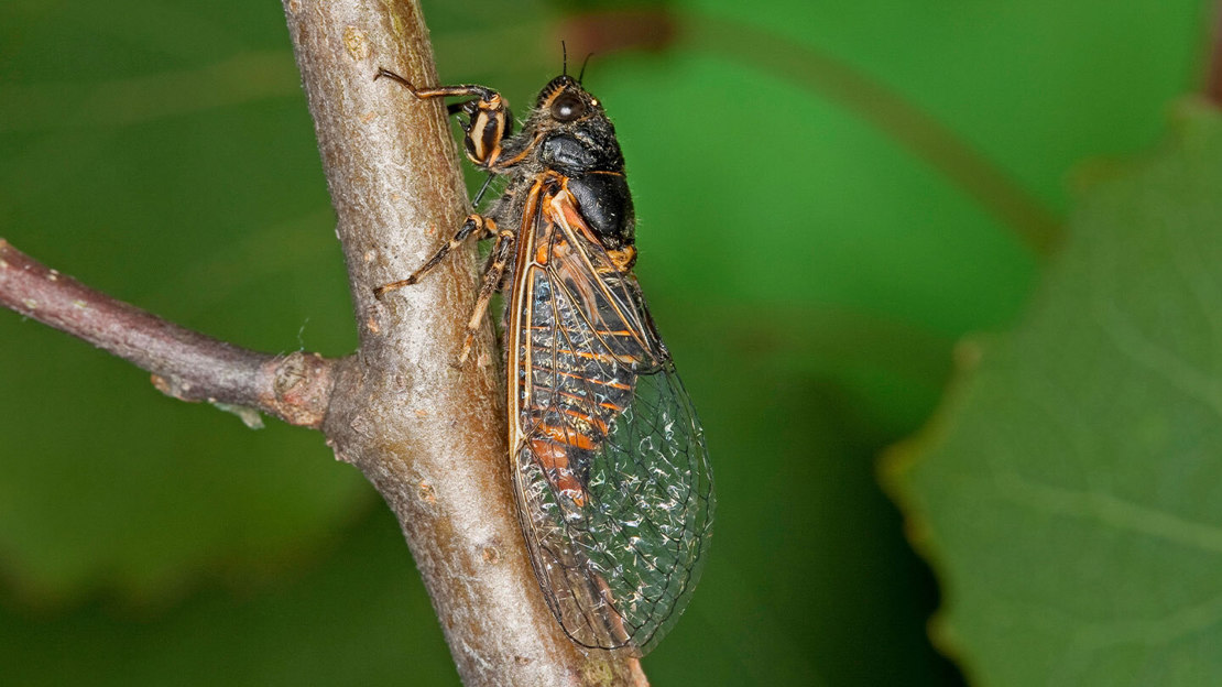 A New Forest cicada resting on a tree branch against a background of green leaves.