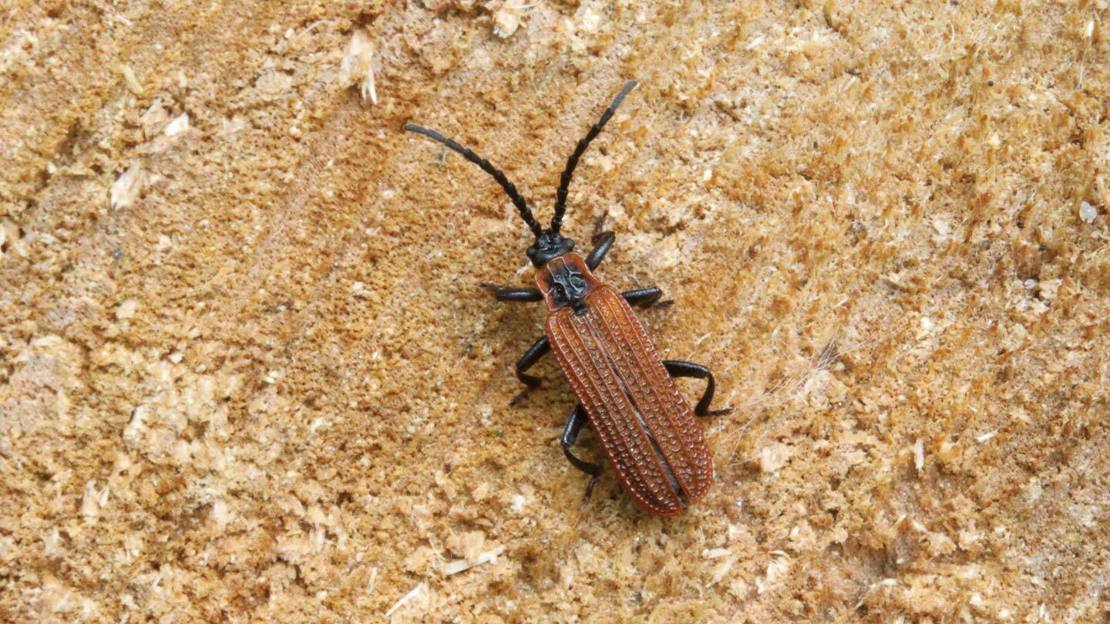 A small, brown, cosnard's net-winged beetle resting on wood.
