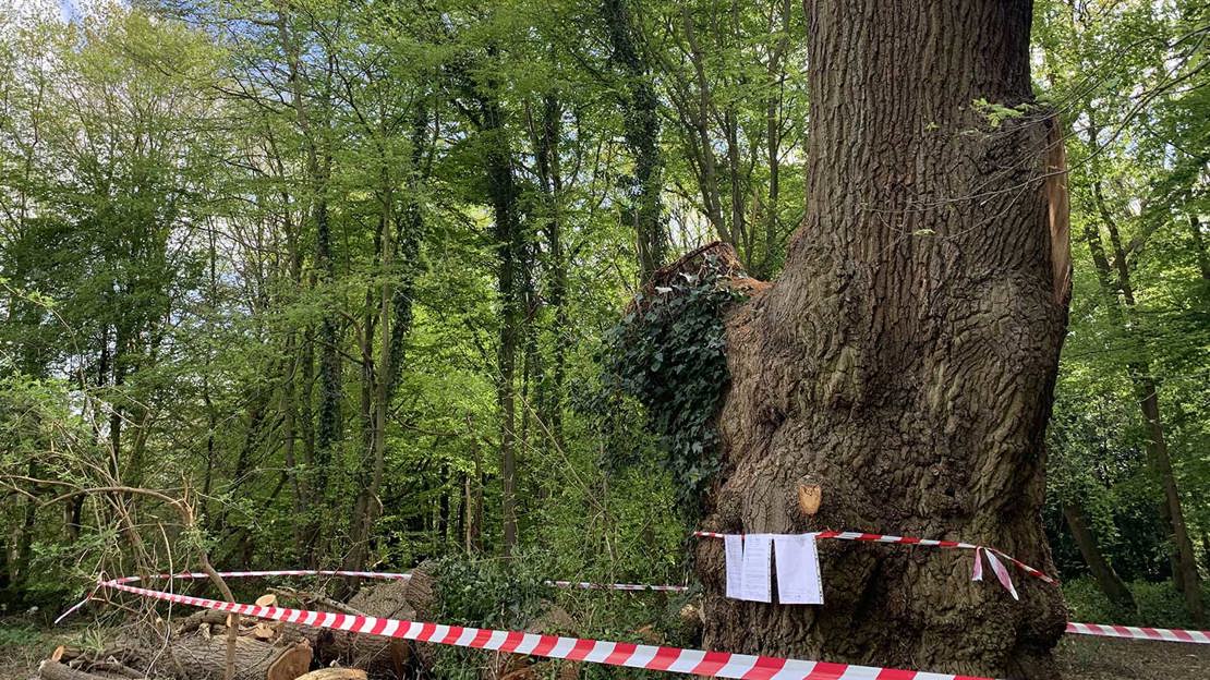 Red and white tape around the Guy Fawkes oak and its felled limbs