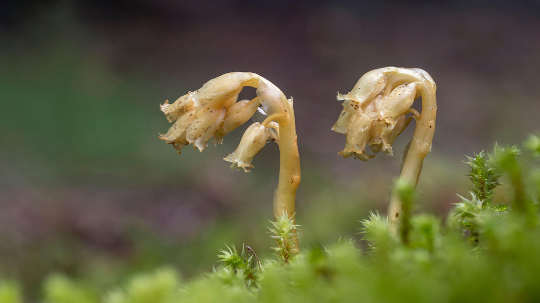 Two yellow-bird's nest flower spikes growing from a mossy surface