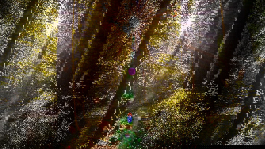 Sunlight between dark tree trunks in a lush green woodland Sunlight between dark tree trunks in a lush green woodland