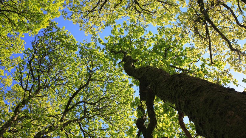 Umbraco.Cms.Infrastructure.PublishedCache.Property