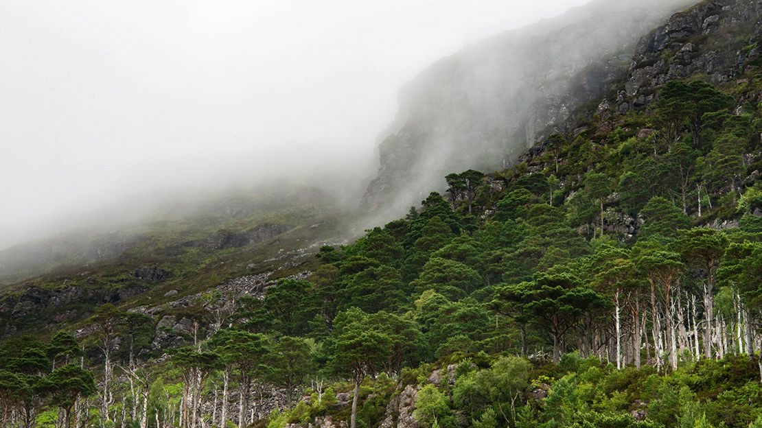 Mountain slope covered in rainforest trees with mist rolling over ridge.