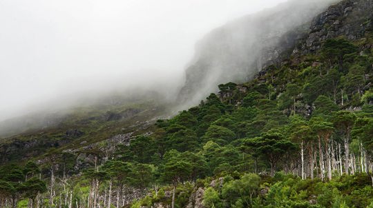 Mountain slope covered in rainforest trees with mist rolling over ridge.