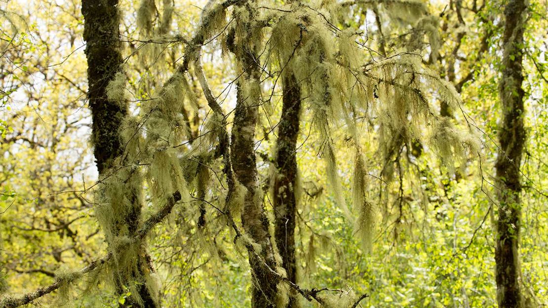 Bearded lichen hanging off birch tree branches.