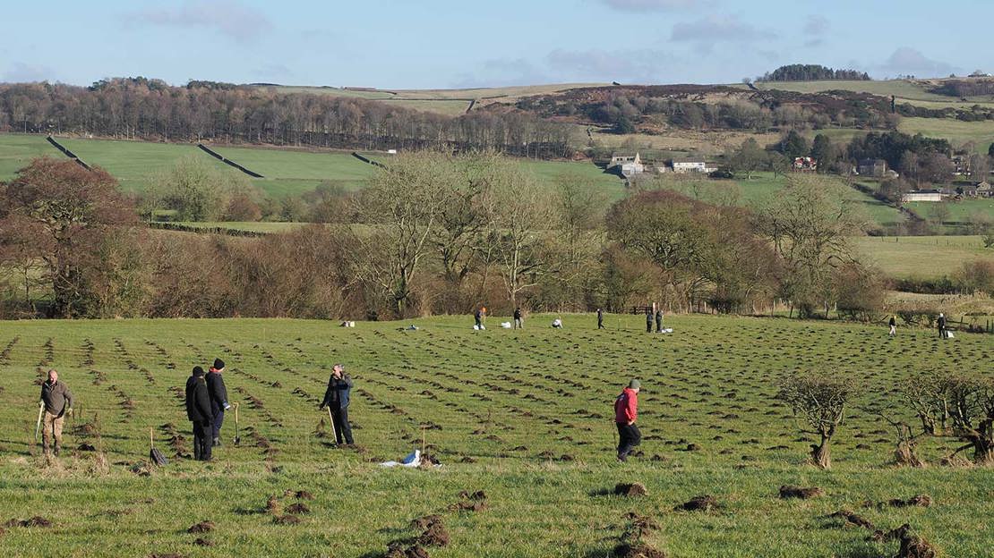 People planting trees in open field.