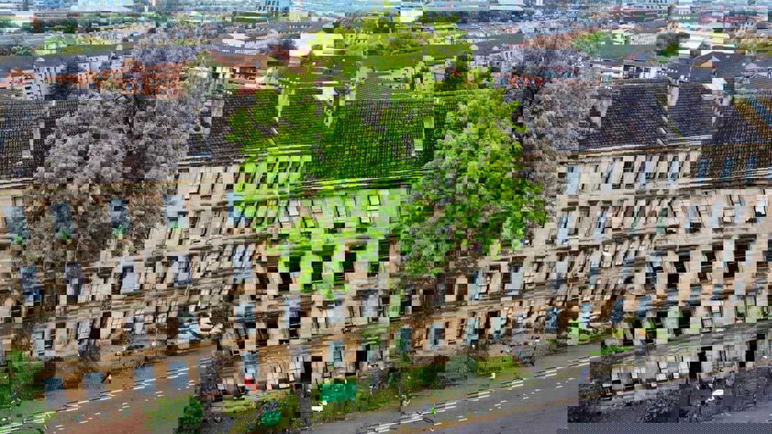 A vibrant green ash tree growing at the front of a large stone building with lots of windows