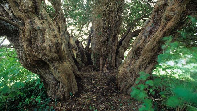 Four almost separate trunks of the Ashbrittle Yew.