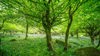 Ancient woodland with bluebells covering the floor