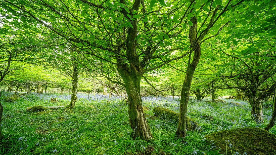 Ancient woodland with bluebells covering the floor
