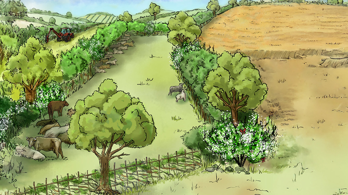 Hedgerow Planting Example Agroforestry Systems - Hedgerow Management - Woodland Trust