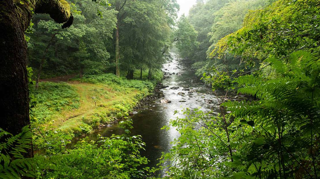 River running through leafy woodland.