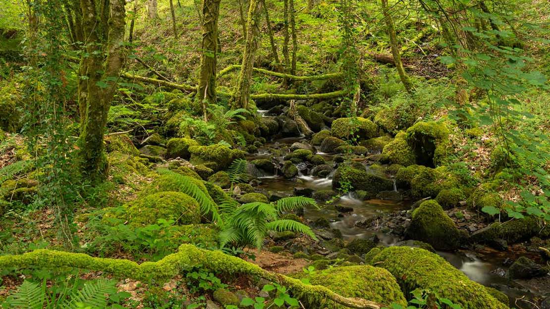 Woodland stream flowing through mossy rocks and branches.