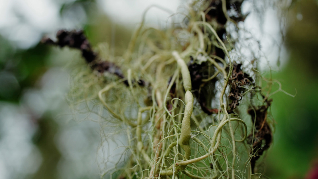 String of sausages lichen closeup.