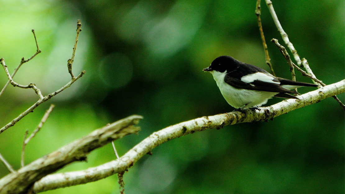Pied flycatcher perched on tree branch.