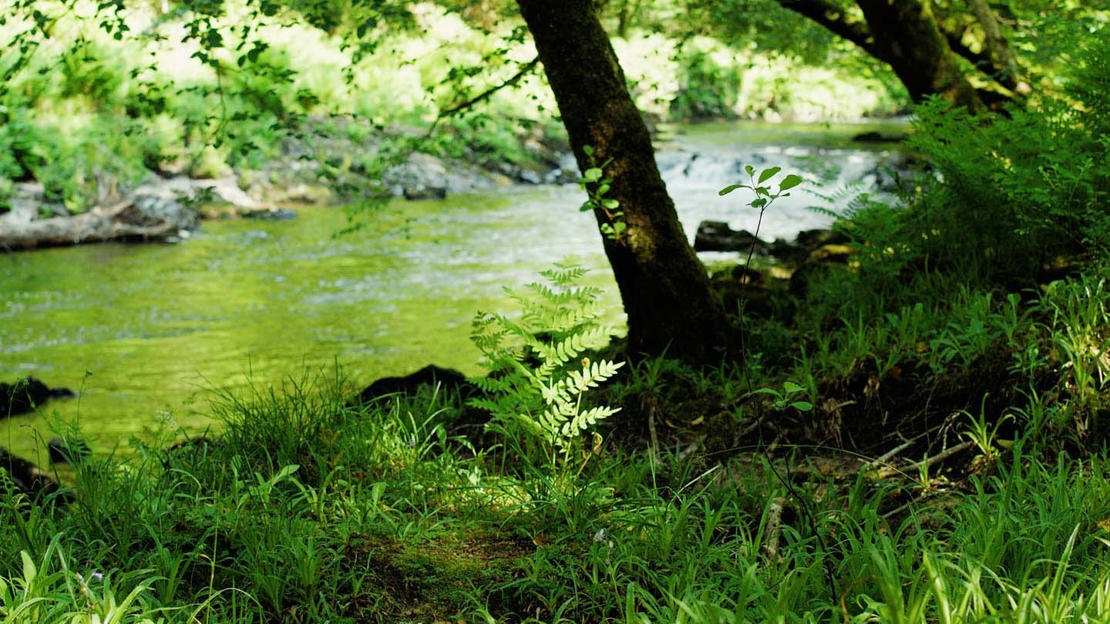Fern growing on grassy riverbank with river running behind.