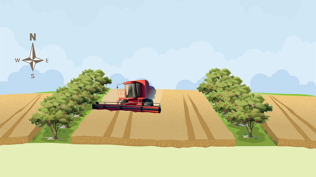 Silvaarable Agroforestry Systems - Silvoarable Systems - Woodland Trust