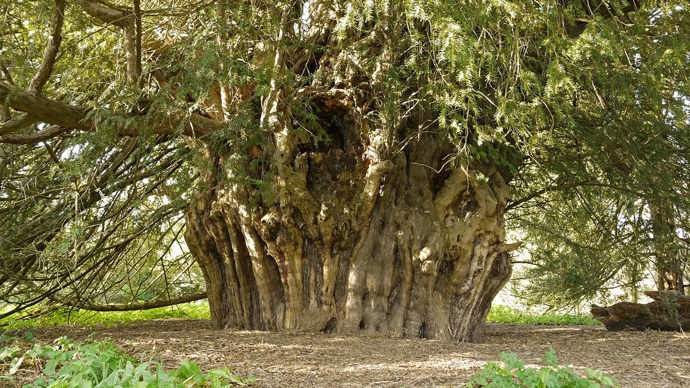 Wide trunk of a yew tree beneath its canopy.