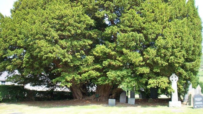 Large yew tree surrounded by gravestones.