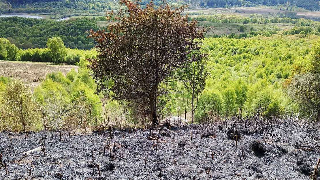 Scorched area of ground with untouched green vegetation and trees behind.
