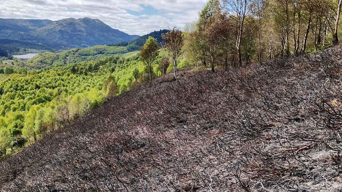 Scorched area of ground with untouched green vegetation and trees behind.