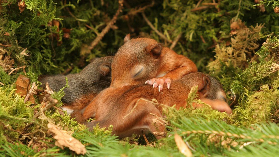 Three red squirrel kits resting in an open nest made of moss, dry leaves and pine needles