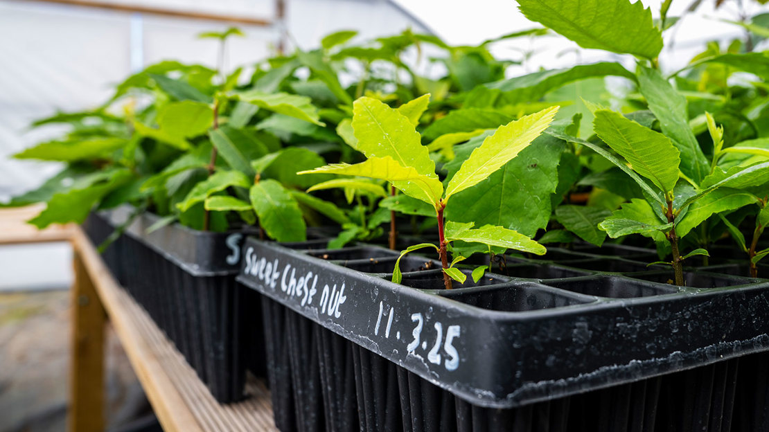 A black plantpot with 'Sweet chestnut' written on it in white marker and young trees growing inside
