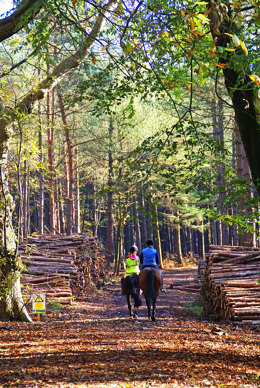 delamere-forest-park-woodland-trust