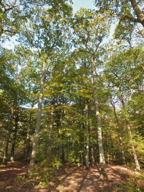 Whittlewood Forest Hazelborough Wood Woodland Trust