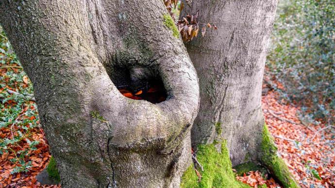 A dendrotelm filled with leaves in a tree.