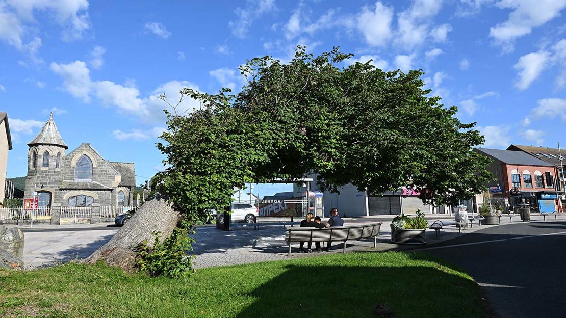 Florishing Tree Bendy Tree Wins UK Tree of the Year 2026 - Woodland Trust