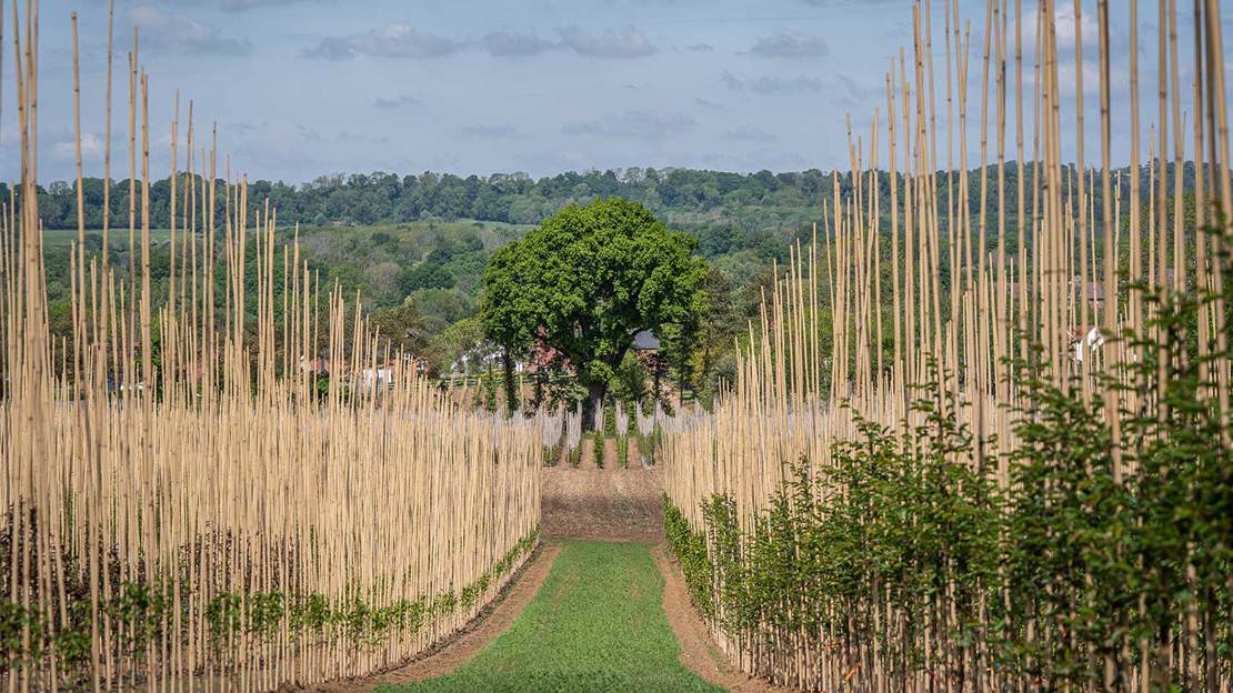 Two rows of young trees leading towards a large, mature tree