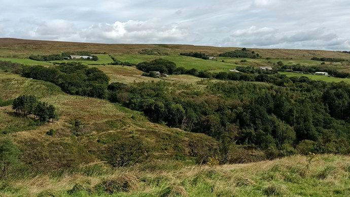 Young woodland at Smithills